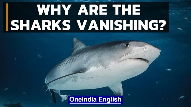 Bosnia and Herzegovina: Sharks and Rays | Know all | Oneindia News