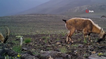 - Dağ keçisi sürüsü fotokapanda