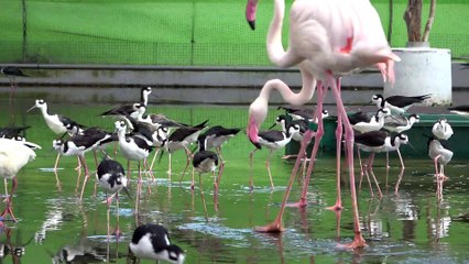 De beaux oiseaux aquatiques