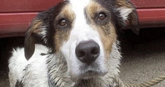 Rhône-Alpes : le personnel de Walibi sauve la vie d'un chien enfermé dans une voiture en plein soleil