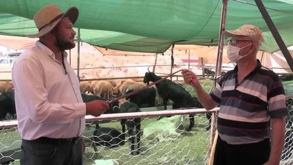 KAHRAMANMARAŞ - Hayvan pazarlarında arife günü hareketliliği