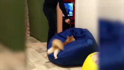 Funny Pets Doing Things - Cute Cats  And Dogs  Reactions