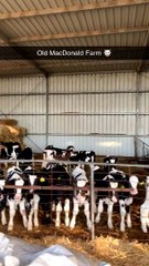 Parkour Calf Climbs up Hay Bales
