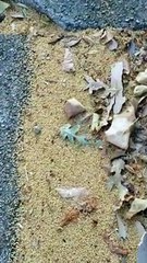 Odd Jumping Oak Galls 'Pop' Along Street Side