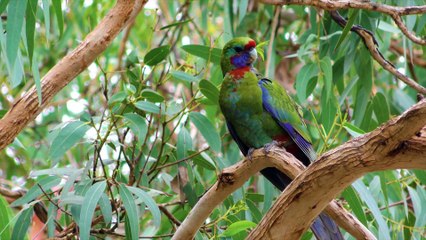 Wild Parrots Special Collection