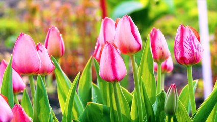 Colourful Flowers Collection