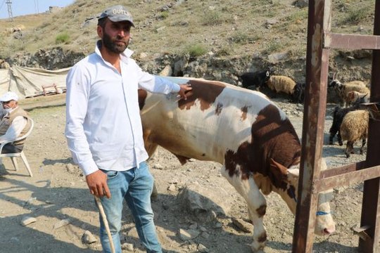 Kurbanlık satışları devam ediyor