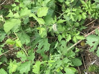 BEYKOZ'DA TIRTIL İSTİLASI