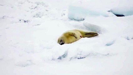 アザラシの赤ちゃんですボクは寝てますので起こさないでくださいでも寝すぎるとどうなるでしょう