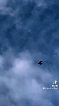 Makedonski dunek, macedonian donek, pacali donek, pigeon, pet, hobby, roller, guvercin