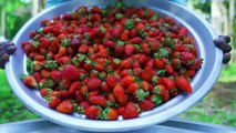 1000 STRAWBERRY  Rava Kesari Recipe using Strawberry Jam  Strawberry
