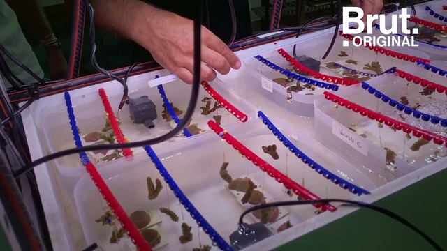 Des coraux résistants au changement climatique ?