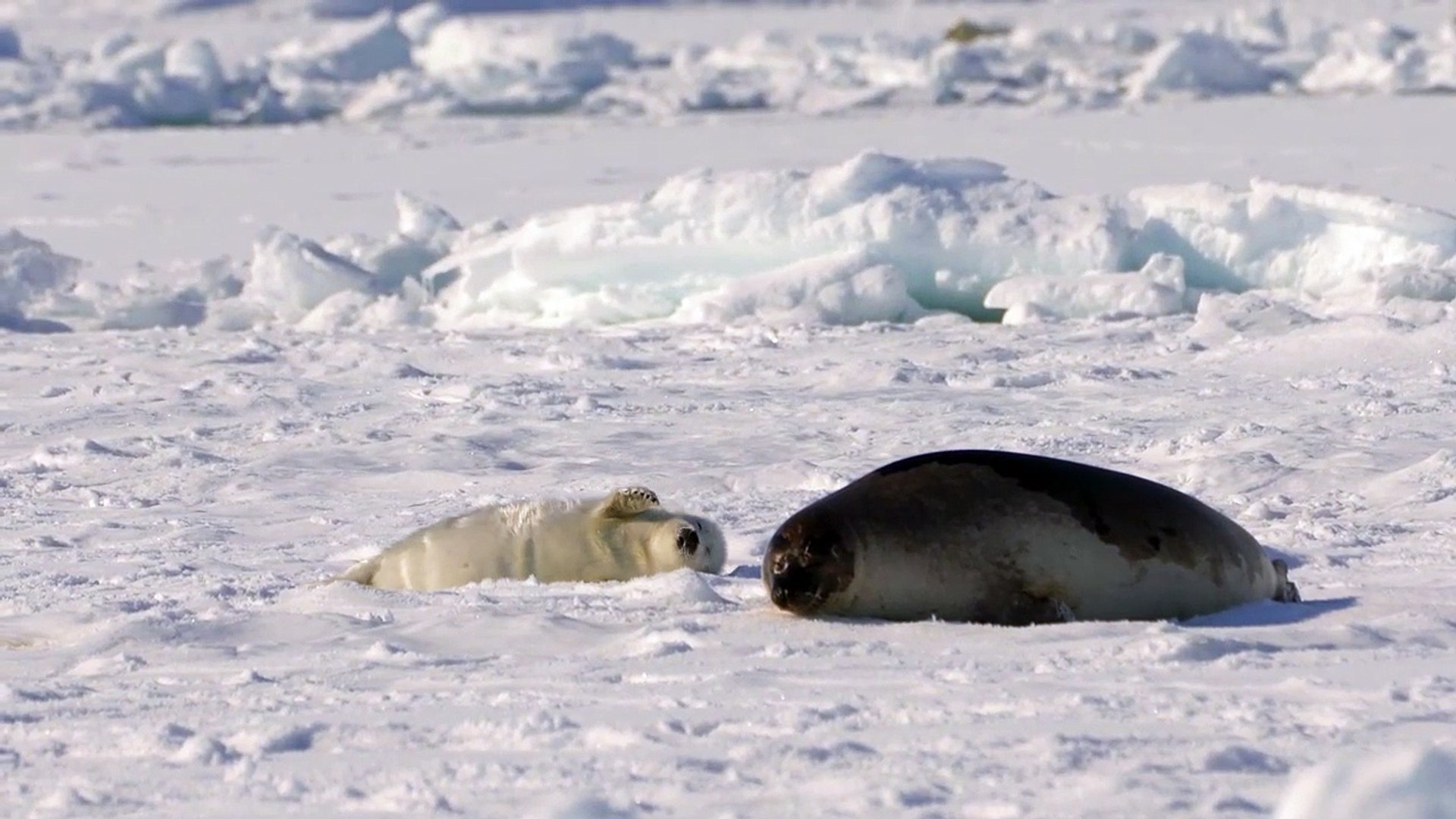 アザラシの赤ちゃんv14 確かにボクはエビフライに似ているかも知れないが よく動きます 動画 Dailymotion