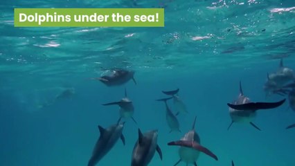 Cute Dolphins Compilation!!!ADORABLE!!!CUTEST