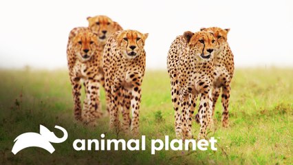 Chita Amani corre atrás de gazela para alimentar filhotes | Os reis da selva | Animal Planet Brasil