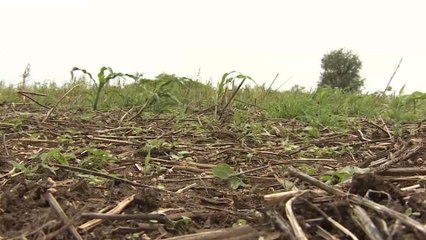 مزارعون سودانيون يشتكون حرمانهم من زراعة أراضيهم خلف بحيرة سد الروصيرص