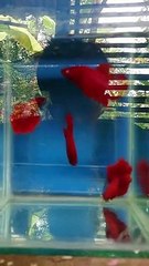 Cupang super red