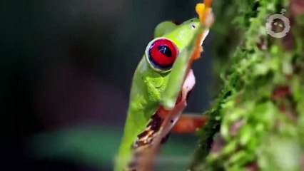Des Animaux Qui Ont De Véritables Superpouvoirs - Dr Bot