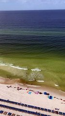 Hammerhead Shark Speeds Towards Fish Fleeing Behind Swimmer