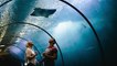 10 Best Aquariums in the U.S.