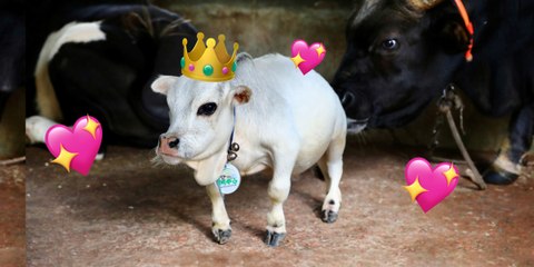 Rani, la vaca más pequeña del mundo