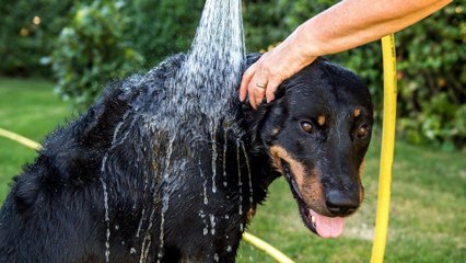 Comment garder votre animal au frais durant une vague de chaleur ?