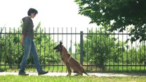 Basic Dog Training  TOP 10 Essential Commands Every Dog Should Know