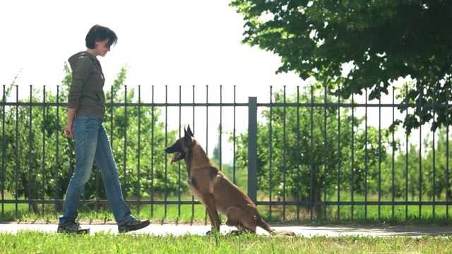 Basic Dog Training TOP 10 Essential Commands Every Dog Should Know