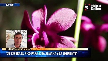 Se espera el pico para esta semana y la siguiente