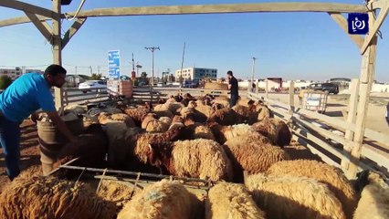 ارتفاع الأسعار يضعف الإقبال على شراء الأضاحي