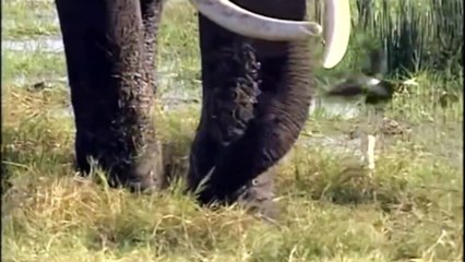 animais  vida  selvagem  natureza /  documentary wildlife animals nature  / animales fauna silvestre lnaturaleza.