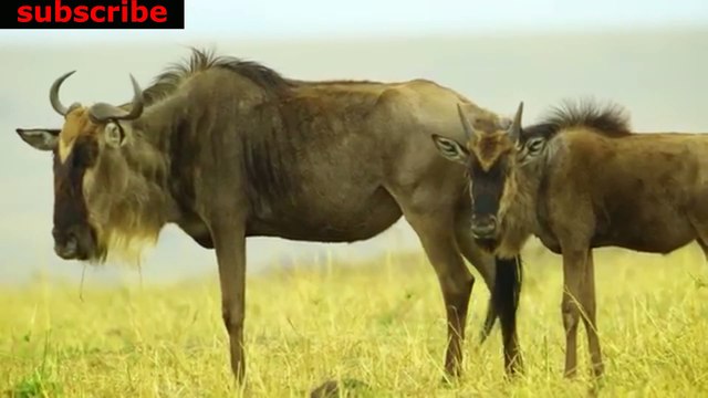 animais vida selvagem natureza / documentary wildlife animals nature / animales fauna silvestre lnaturaleza.