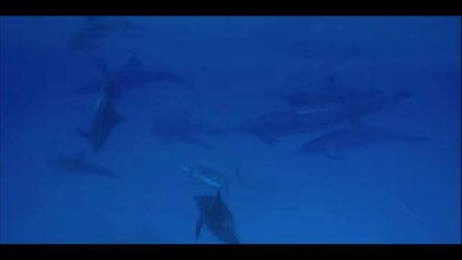 animais  vida  selvagem  natureza /  documentary wildlife animals nature  / animales fauna silvestre lnaturaleza.
