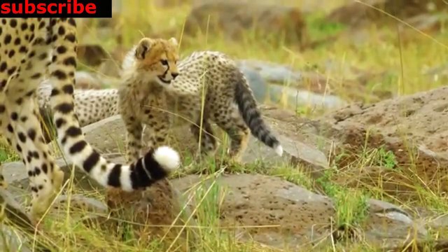 animais vida selvagem natureza / documentary wildlife animals nature / animales fauna silvestre lnaturaleza.