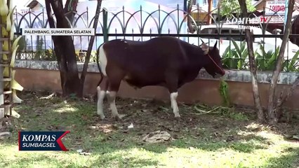 Masjid Agung SMB Jayo Wikromo Palembang Tiadakan Salat Idul Adha