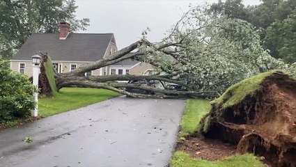 EF0 tornado rips trees from the ground in Connecticut