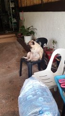 Pug Nodding Off During Siesta Time