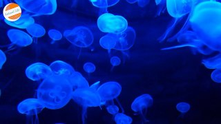 Jellyfish : Bringing the Under Water Experience Live to you