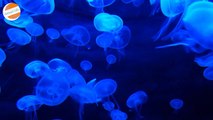 Jellyfish : Bringing the Under Water Experience Live to you