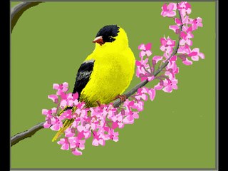 MS PAINT - YELLOW BIRD (SPEED PAINTING)