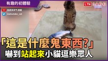 「這是什麼鬼東西？」小貓玩到站起來　初體驗逗樂網友