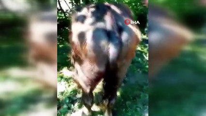 Manda sürüsüne ayı saldırdı