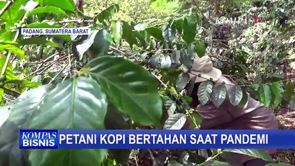 Di Tengah Pandemi Covid-19, Produksi Kopi 2 Tahun Terakhir Diperkirakan akan Menyusut