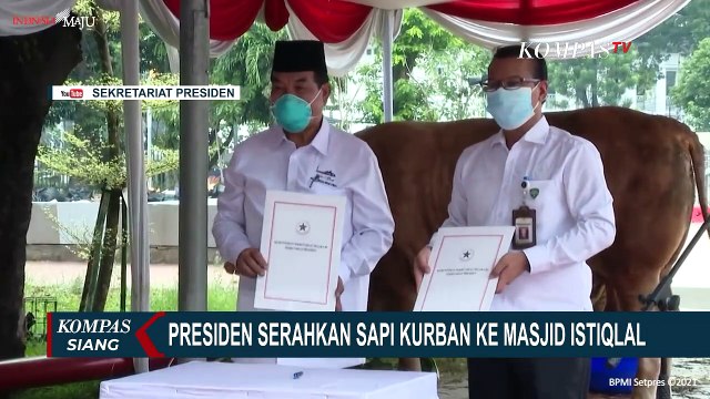 Presiden Jokowi Serahkan Sapi Kurban Jenis Limosin Cross Berbobot 1 Ton ke Masjid Istiqlal