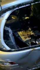 14 chiots découverts dans une carcasse de voiture
