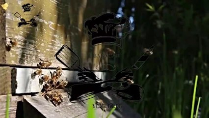 Bal - Balın Faydaları