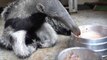 Anteater Drinks Special Milk While Laying Down On Floor