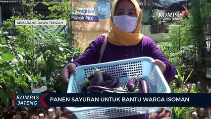 Panen Sayuran Untuk Bantu Warga Isoman