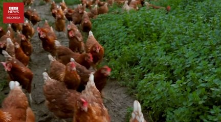 Pakan ternak sistem robotik untuk puluhan ribu ayam