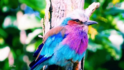 Sả Ngực Hoa Cà  Loài Chim  Đẹp Đầy Màu Sắc